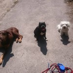 11407161_945511268803723_4445498768119274488_n