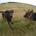 11903892_981084405246409_9007582894403451066_n