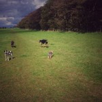 11947538_985687571452759_4838964268937728726_n