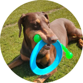 Dog Home Boarding Brighton & Hove