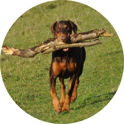 Dog Walking Brighton & Hove