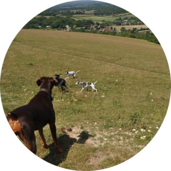 Dog Day Care Brighton & Hove